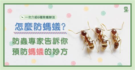 廚房有螞蟻|怎麼防螞蟻？螞蟻大軍怕什麼？居家螞蟻防治專家告訴。